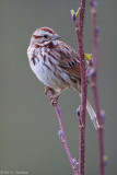 Song Sparrow