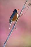 Backlit Robin