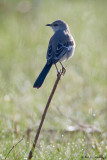Backlit Mockingbird
