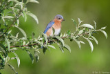 Out on a limb