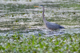Wading