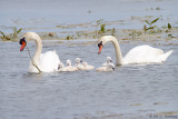 Family of swans 
