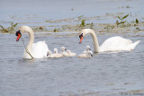 Family of swans