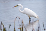 Great Egret 