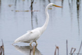 Great Egret 