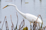 Great Egret 