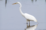 Great Egret 