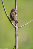 On a limb