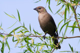 Cowbird and leaves 