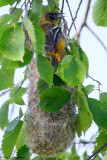 Oriole and nest 