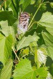 Through the leaves 