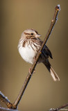 Sparrow and frost