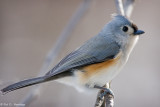 Titmouse profile