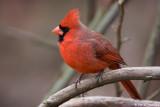 Curious Cardinal