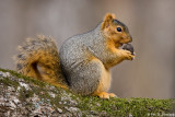 Fox squirrel