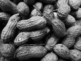 11 raw peanuts1279