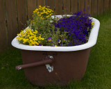 Rub a dub dub, Flowers in a tub