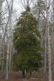 American Holly (Ilex opaca)