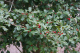 American Holly (Ilex opaca)