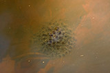 Frog egg mass