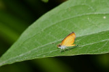 Least Skipper