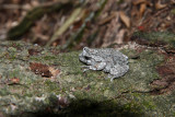 Northern Gray Treefrog