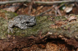 Northern Gray Treefrog