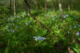 Mertensia virginica (Virginia Bluebells)