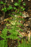 Dryopteris intermedia- Intermediate Woodfern