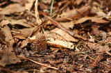 Pine Elfin