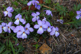 Viola pedata (Birds Foot Violet)