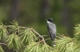 Eastern Kingbird