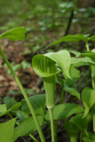 Arisaema triphyllum (Jack-in-the-Pulpit)