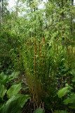 Osmunda cinnamomea (Cinnamon Fern)