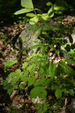 Panax quinquefolius (American Ginseng)