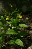 Cypripedium parviflorum var. pubescens- Greater Yellow Ladys Slipper