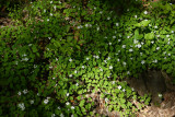 Anemonella thalictroides (Rue Anemone)