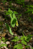 Uvularia perfoliata (Large Bellwort)
