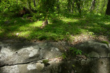 Blunt-lobed Woodsia habitat