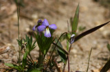 Viola pedata (Birds Foot Violet)