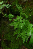 Cystopteris tenuis- Mackayes Fragile Fern