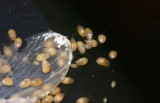 Seed Shrimp
