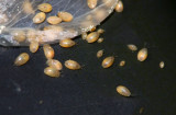 Seed Shrimp