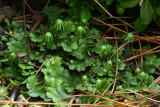 Marchantia polymorpha- (Umbrella Liverwort)