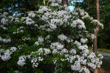 Kalmia latifolia- Mountain Laurel