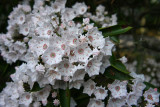 Kalmia latifolia- Mountain Laurel