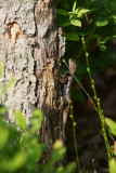 Northern Fence Lizard