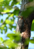 Red-bellied Woodpecker