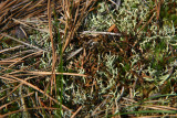 Cetraria arenaria- Sand-loving Iceland Lichen