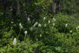 Xerophyllum asphodeloides- Turkeybeard